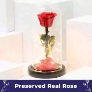 Beauty The Beast Rose for Sale Philippines