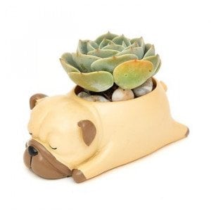 Echeveria Bulldog | FlowerStore.ph - FlowerStore.ph | Same-Day Flower ...