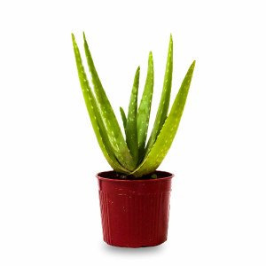 Aloe Vera Plant for Sale Philippines | FlowerStore.ph - FlowerStore.ph ...