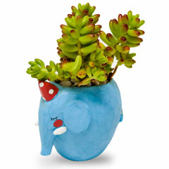 Jellybean Plant Elephant.jpeg