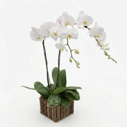 Valerique Double Stem Orchid