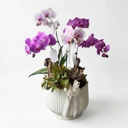 Violetta Orchids
