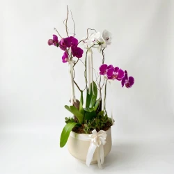 Élouen Orchids