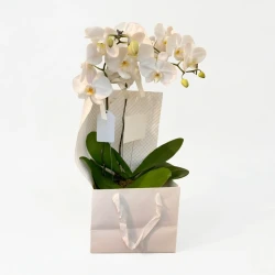 Lumière Orchids