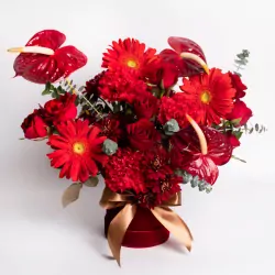 Red-Galore-1.webp
