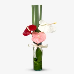 Anthurium Bloom