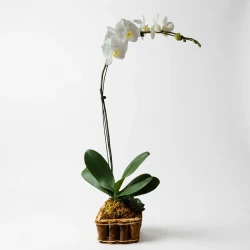Orléane Single Stem Orchid