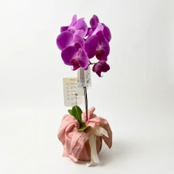 Aurelisse Orchids