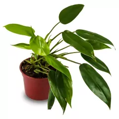 anise hyssop plant Herb Seeds - Anise Hyssop | Sow True Seed