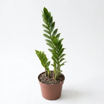 Zamioculcas Zamiifolia
