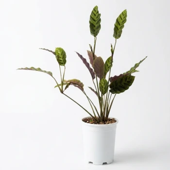 Calathea Louisae