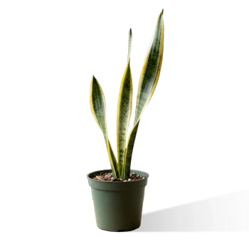 succulent planting soil mix EBS Organics Cactus and Succulent Mix – Theodore Payne Foundation