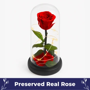 Beauty & The Beast Rose