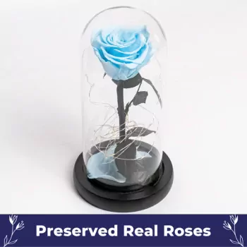 Frozen In Time