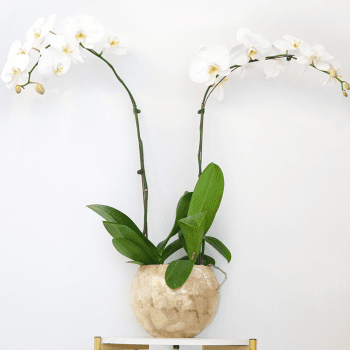 ORCHID.png