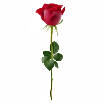 Red Rose.