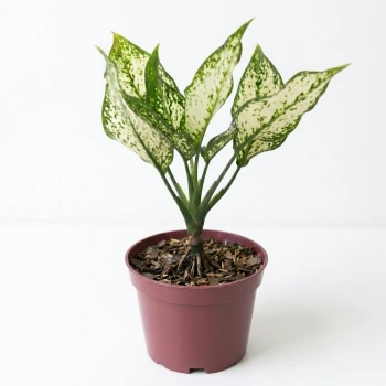 Aglaonema Snow White