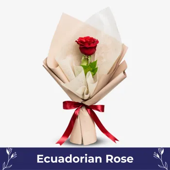 Red Ecuadorian Rose