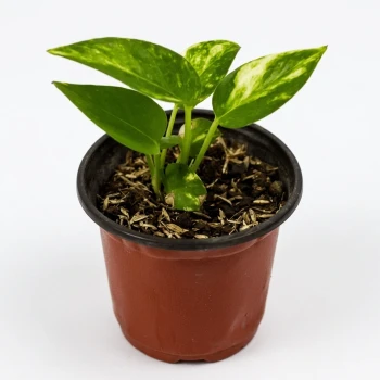 Golden Pothos