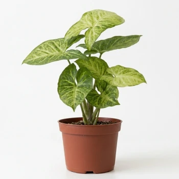 Arrowhead Syngonium