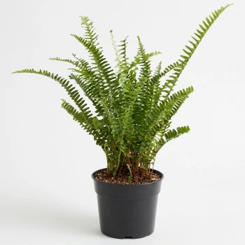 Boston Fern