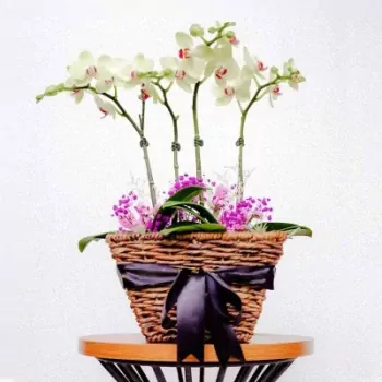 You Are My Sunshine Orchid