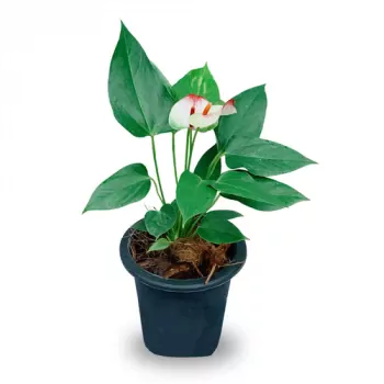 Anthurium Laceleaf. - Online Gift Delivery - Philippines Online Flowers -  FlowerStore.ph | Same-Day Flower Delivery