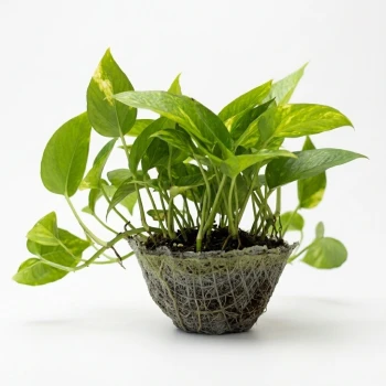 Hanging Golden Pothos