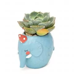Echeveria Elephant