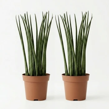 Twin Bacularis Plant