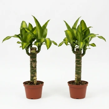 Twin Fortune Plant