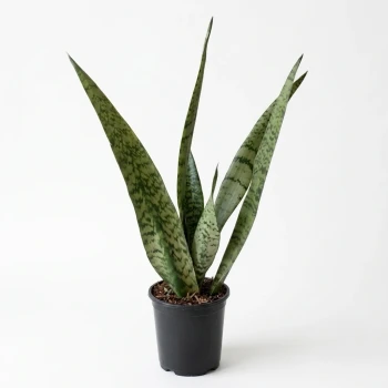 Roburta Robusta Plant. - Online Gift Delivery - Philippines Online Flowers ...