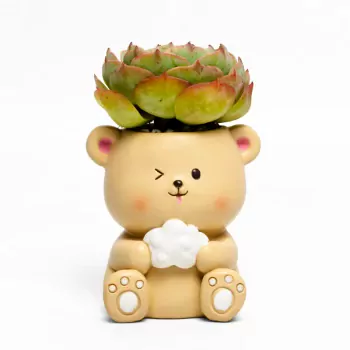 Beary Cute