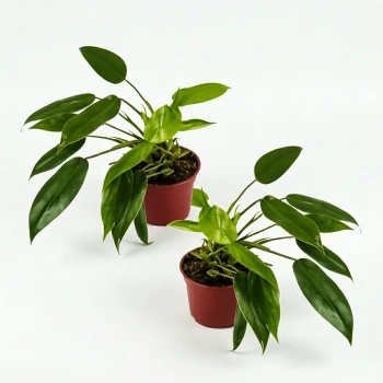Twin Philodendron Temptation Plant.
