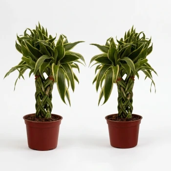 Twin Lucky Bamboo Plant.