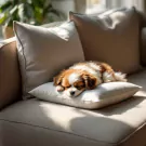 Pawfect Rest Pillow - Standard