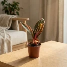 Calathea Triostar - Standard