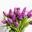 Violet Tulips (20 Stems) - Standard