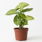 Arrowhead Syngonium - Standard