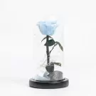 Frozen In Time - Default
