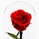 Red rose in glass dome with black base, preserved flower arrangement