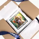 Monkey Moments Pillow - Standard