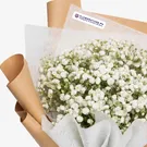 Baby's Breath 2