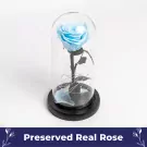 Frozen In Time - Default