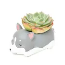 Echeveria Cat - default
