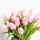 Pink Tulips (20 Stems) - Standard