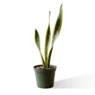 Snake Plant - Standard