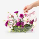 Fairy Blossom - Standard