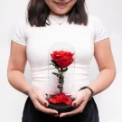 Beauty and the Beast Rose.
