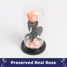 Coral Charm - Default